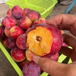 ลูกพลัมน้ำผึ้ง