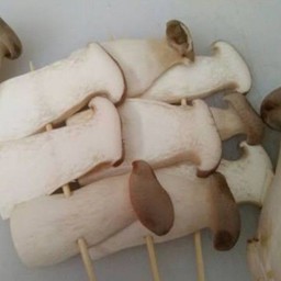 เห็ดนางรมหลวง