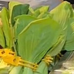 กวางตุ้งฮ่องเต้