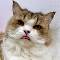 ให้เปียก CEO