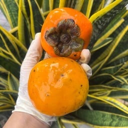 พลับเกาหลี