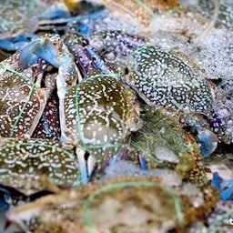 ปูม้าสด