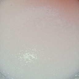 โจ๊กเปล่า