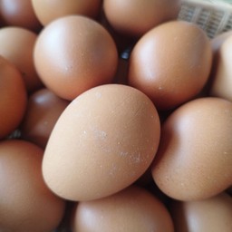 ไข่ไก่ดิบ