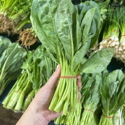 ผักคะน้าอ่อน