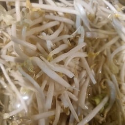 ถั่วงอก