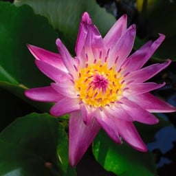 วัดปรางค์หลวง