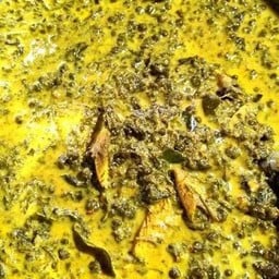 ขี้เหล็กปลาย่าง