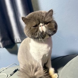 ทาสแมว ให้ติ๊บ น้องคาร์เทียร์ 😻