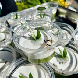 เปียกปูนกะทิสด