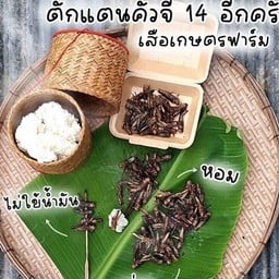 ร้านตั๊กแตนทอด