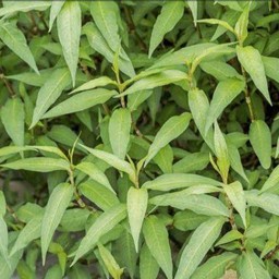 ผักไผ่หรือผักแผ้ว