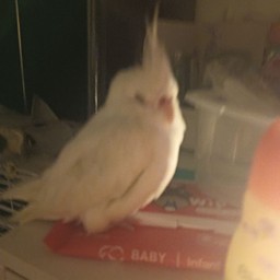 Teeจะชงน้ำอร่อยๆ