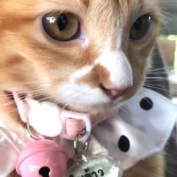 หมี่คลุกไก่ฉีก