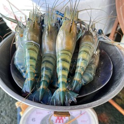กุ้งน็อคตัวใหญ่ 7-9ตัวโล(แข็งสวย)(เผา)