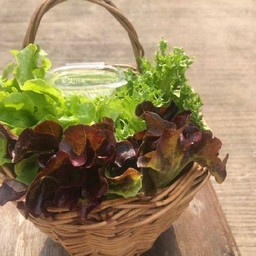 ชุดผักสลัดรวม