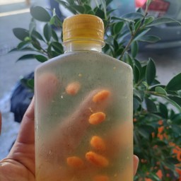 รังนกแบบขวด...(เย็น)