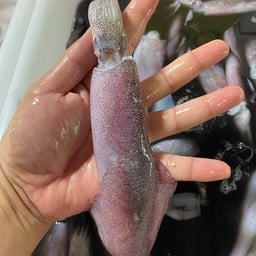 หมึกกล้วยเรือได ปริมาณ ครึ่งกิโล