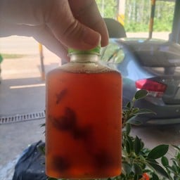 น้ำลำไย...(เย็น)