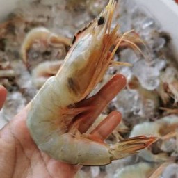 กุ้งขาวเล็ก 0.5 กิโล.