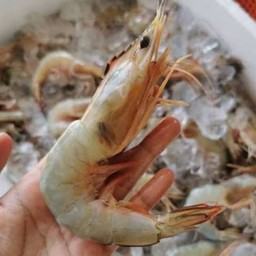 กุ้งขาวเล็ก 1 กิโล.