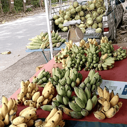 ราชสีห์ใกล้เจ้ง