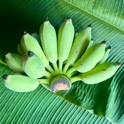 กล้วยน้ำว้า