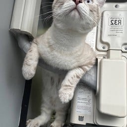 บะหมี่3สหาย