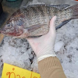 ปลานิล ครึ่งโล