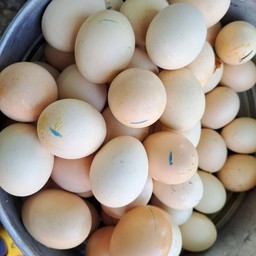 ไข่ข้าว