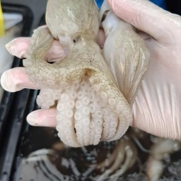 หมึกสายคละไซส์1/2