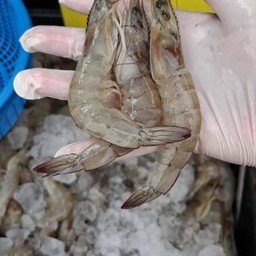 กุ้งขาว ไซส์ ดอง สด ต้ม ผัด1/2