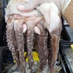 หนวดหมึกใหญ่ๆ 1/2