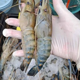 กุ้งแม่น้ำ นิ่ม1/2