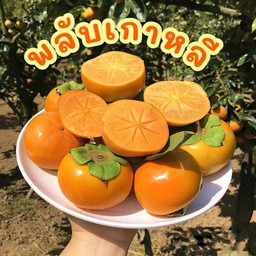 ลูกพลับ