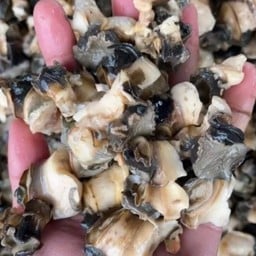 หอยเชอรี่