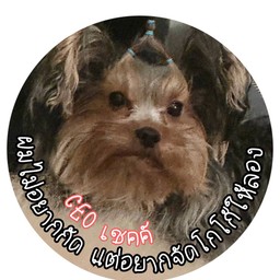 สินบนน้องเชคค์