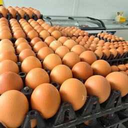 ไข่ไก่สด ( ฟอง )