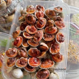 หอยแครงสดลวก