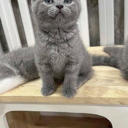 ขอตังซื้อเปียกหน่อยนุดแม่เลี้ยงไม่ไหว