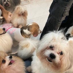 อมไข่...มุก