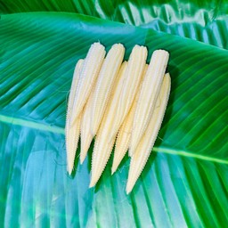 ข้าวโพดอ่อน