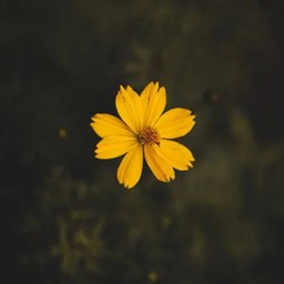 Seichi Yakiniku หางดง