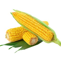 ข้าวโพด