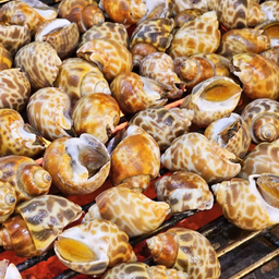 หอยหวานเผา 16 ตัว