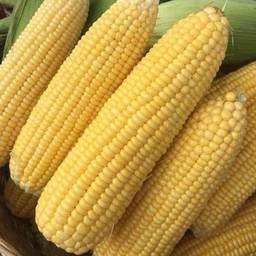 ข้าวโพดต้ม ขาว เหลือง