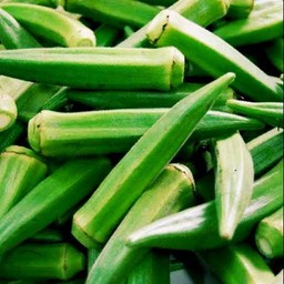 กะเจี๊ยบลวก