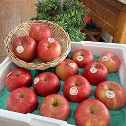 แอปเปิ้ลแดง ซันฟูจิ ญี่ปุ่น