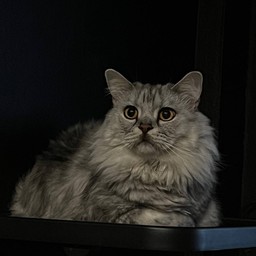 ขาหมู to go