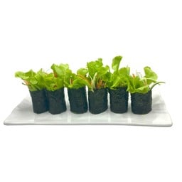 สลัดโรลสาหร่าย